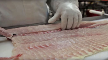 A photograph of a person filleting paiche, one of the largest fresh water fish in the world from the Amazon basin.
