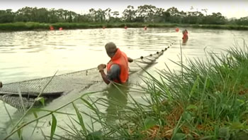 A photograph of workers hauling a long net through a pond to harvest farm raised piache.